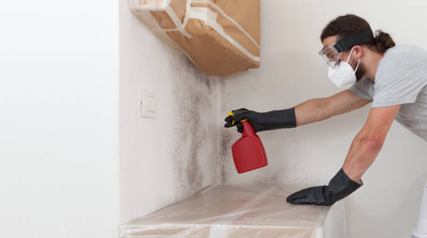 Attic Mold Remediation treatment on roof deck in Westfield